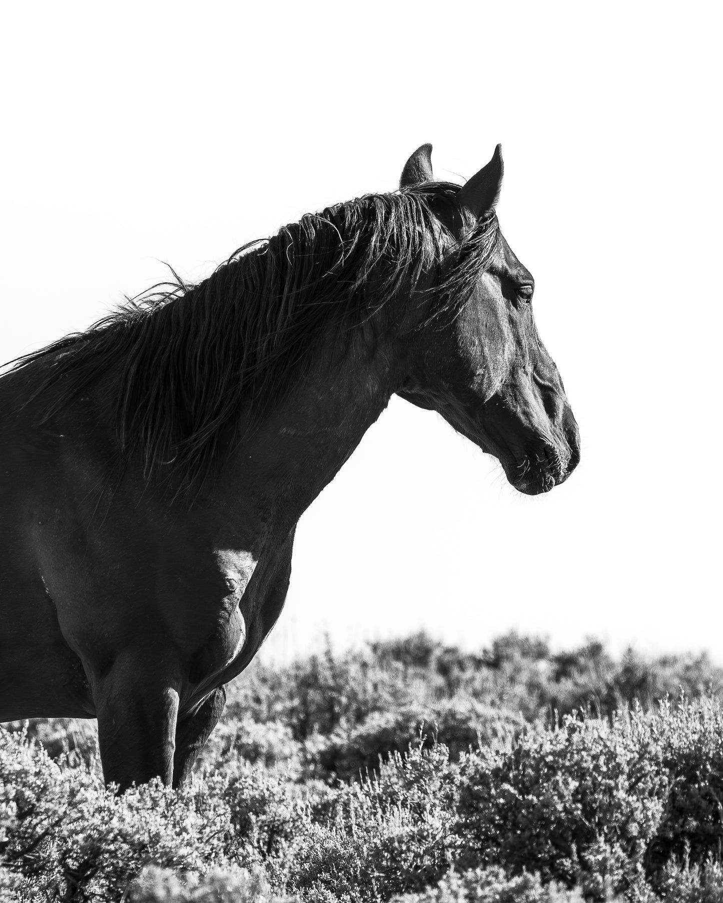 "CONTEMPLATION" Wild Horse Photography Print on Fine Art Matte Paper or Matte Aluminum
