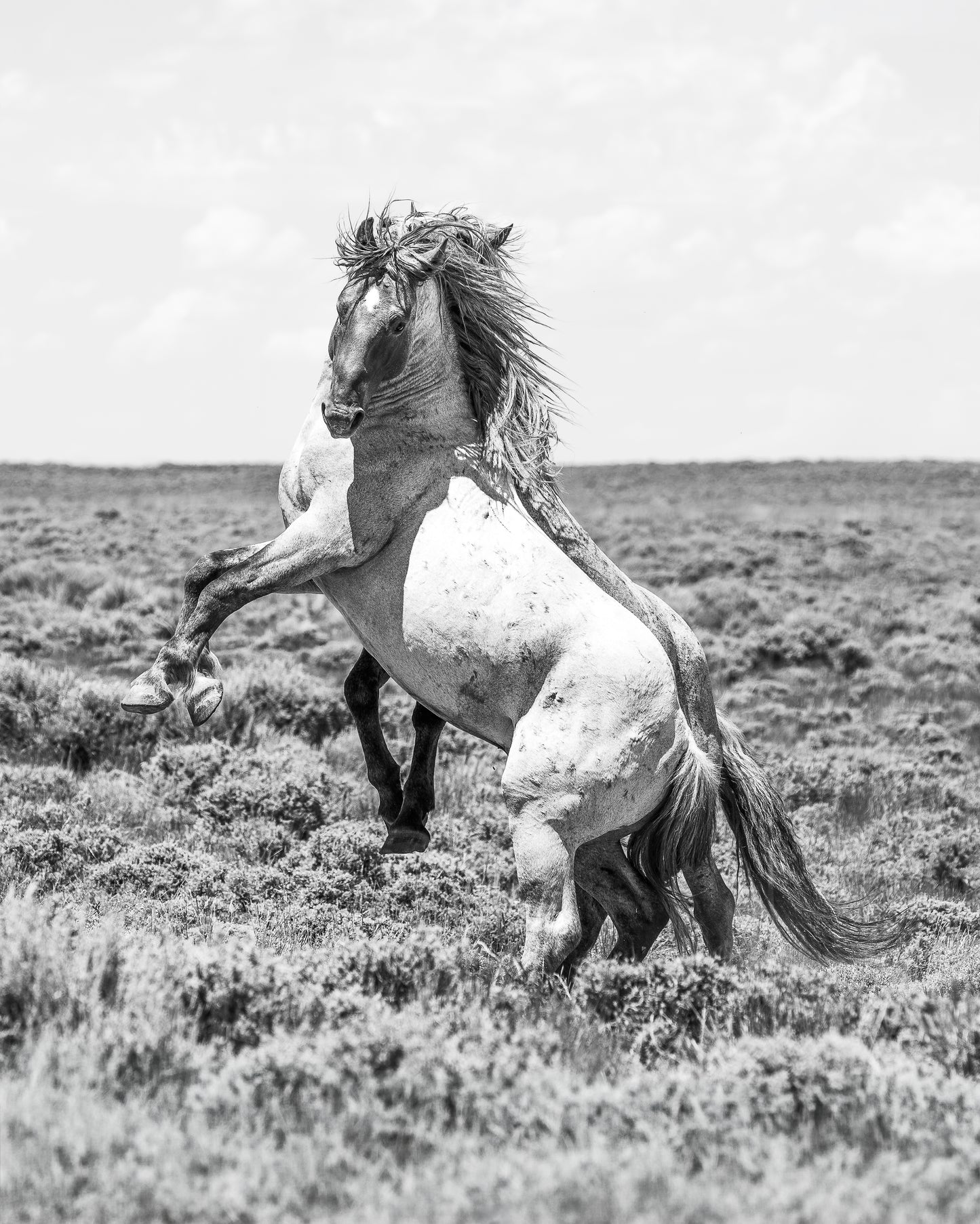 "MUSCLE" Wild Horse Photography Print on Fine Art Matte Paper or Matte Aluminum