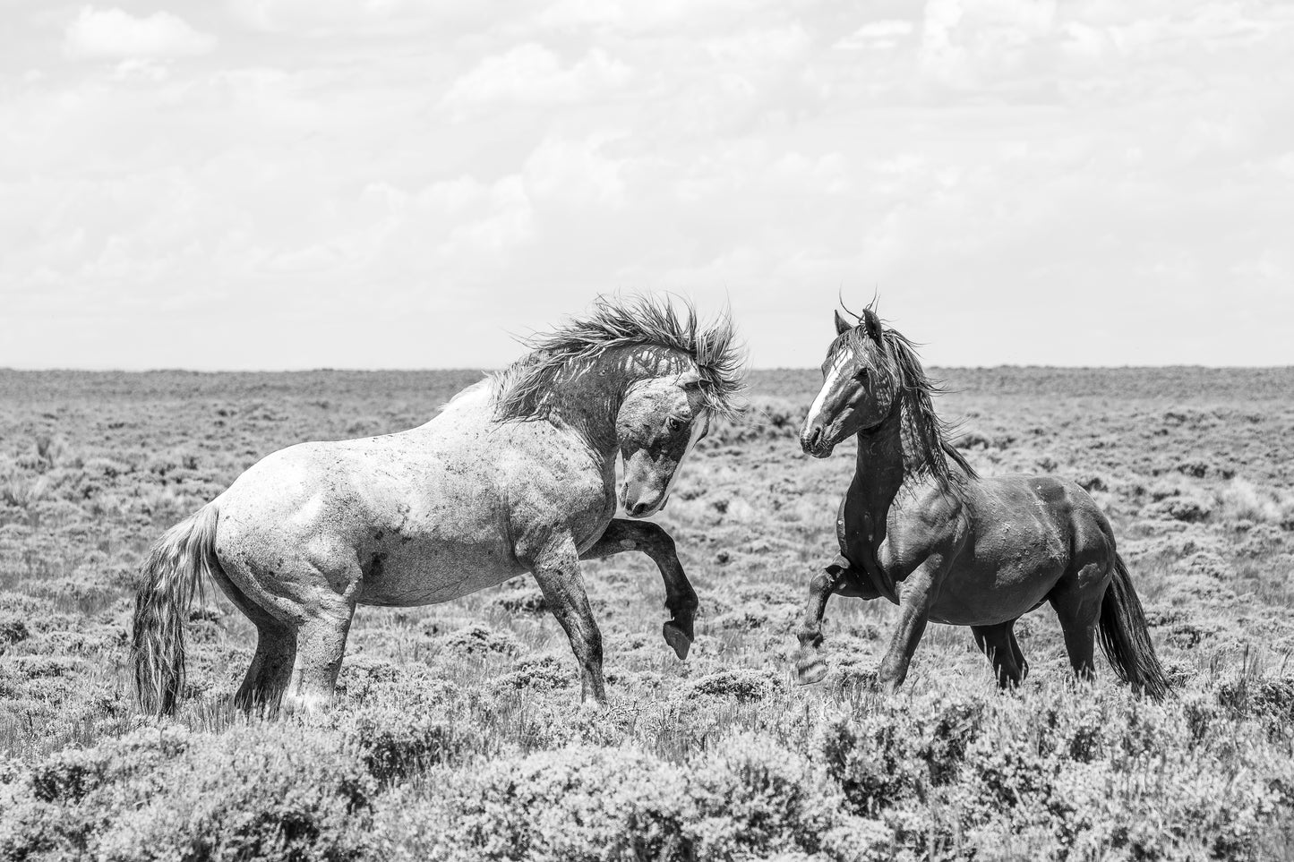"DOMINANCE" Wild Horse Photography Print on Fine Art Matte Paper or Matte Aluminum