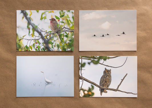 "FEATHERED FRIENDS" Nature Notecards, Set of 4 Blank Bird Photography Postcards