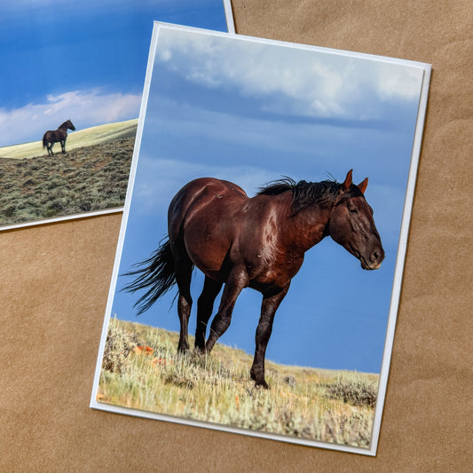 "HUNK DUO" Wild Horse Notecards, Set of 2 Blank Mustang Photography Postcards