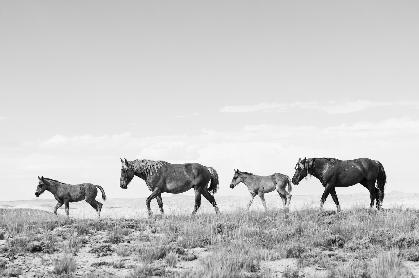 "FAMILY PORTRAIT" Wild Horse Photography Print on Fine Art Matte Paper or Matte Aluminum
