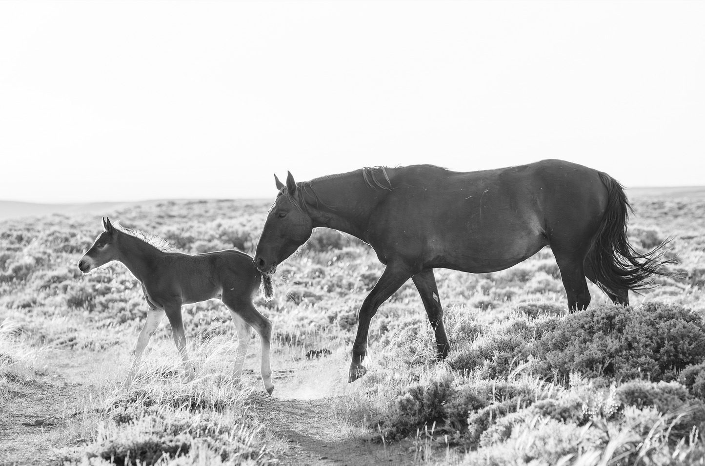 "FIRST STEPS" Wild Horse Photography Print on Fine Art Matte Paper or Matte Aluminum
