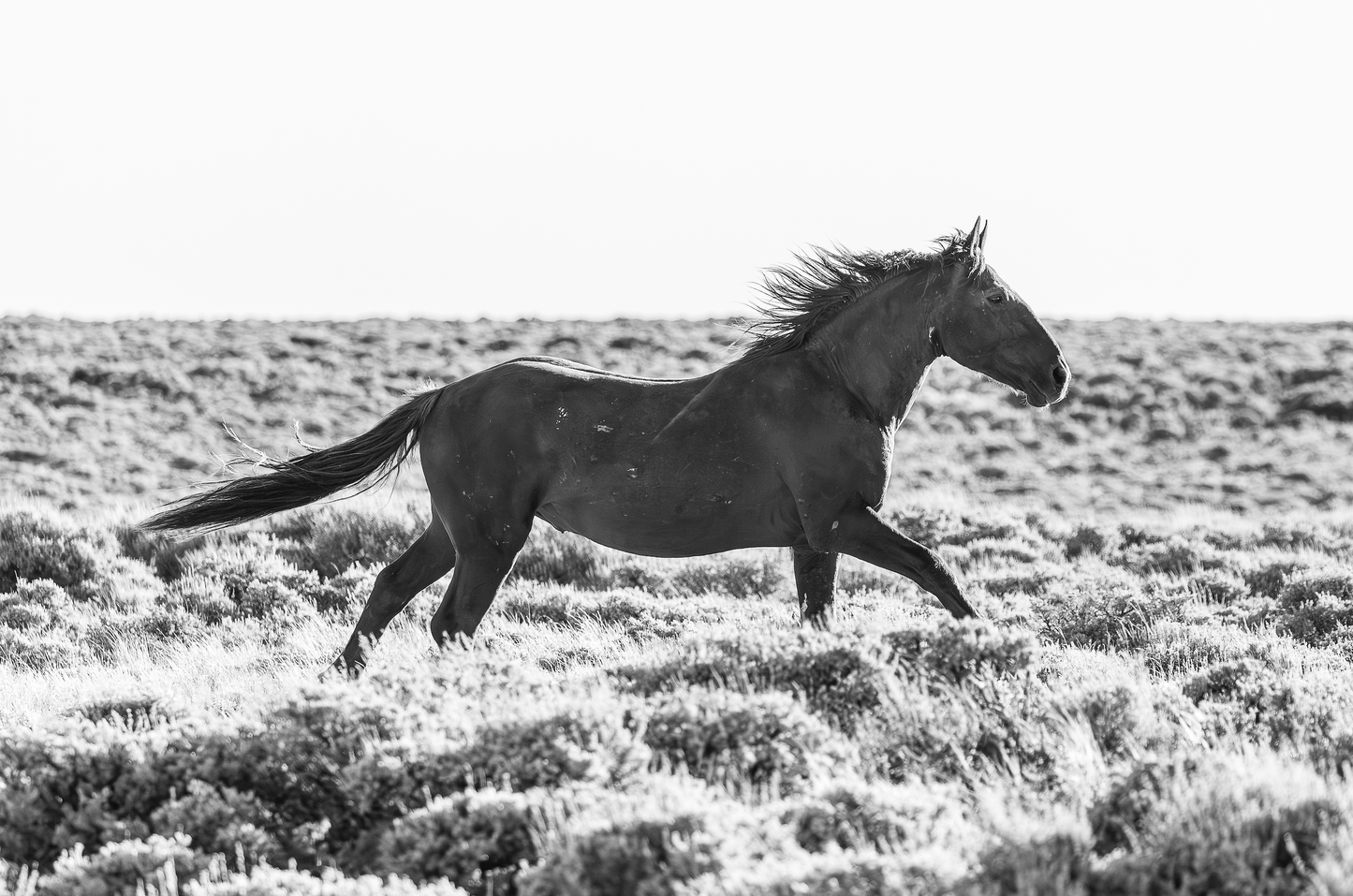 "RUNNING FREE" Wild Horse Photography Print on Fine Art Matte Paper or Matte Aluminum