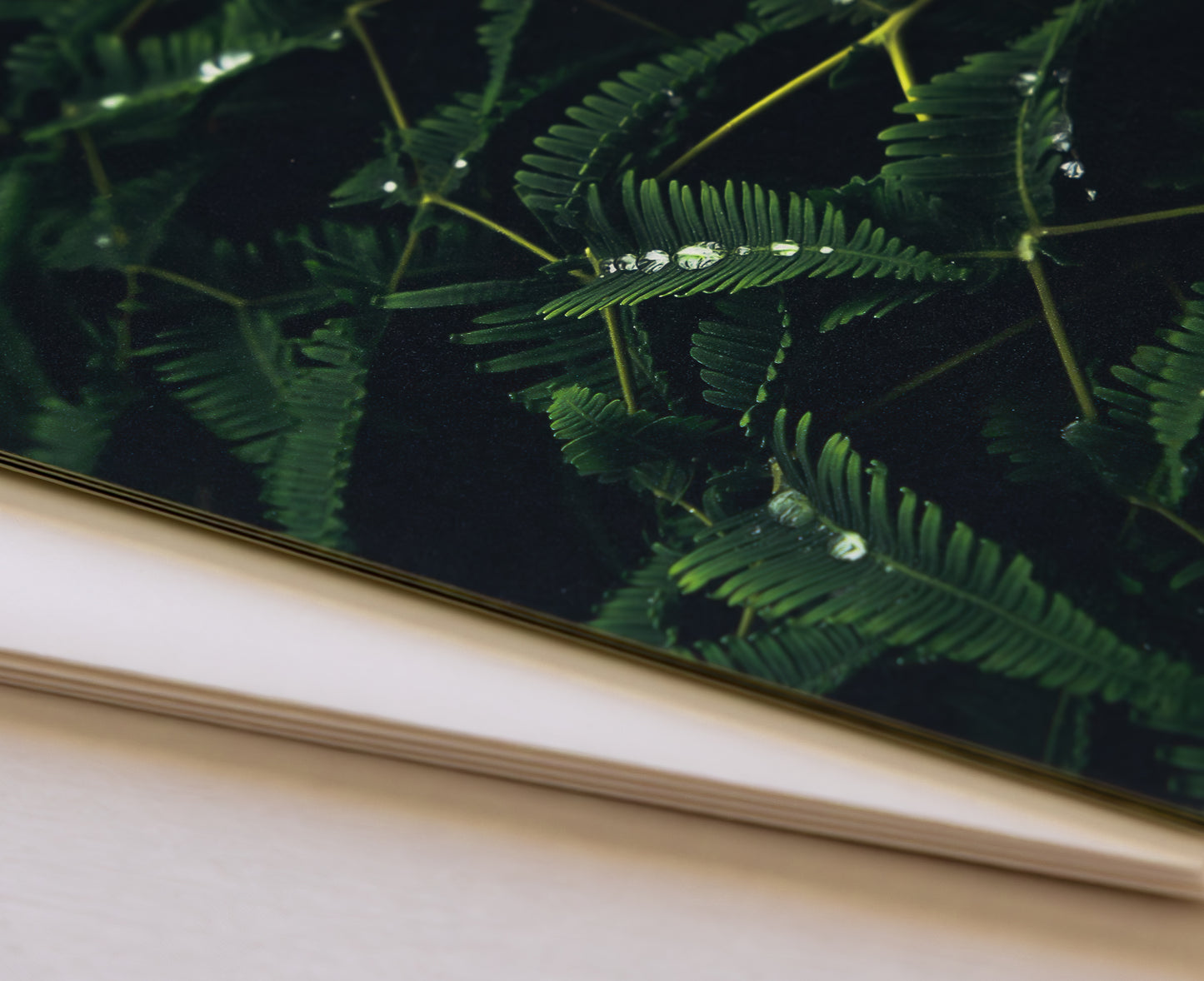 "TROPICAL" Nature Notecards, Set of 2 Blank Landscape Photography Postcards