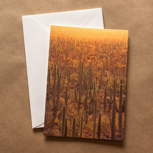 "DESERT GOLD" Nature Notecards, Set of 3 Blank Desert Photography Postcards