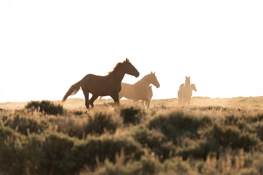 "RUN WILD" Horse Photography Print, Metal or Fine Art Paper