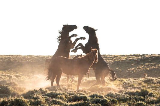 "BATTLES" Wild Horse Photography Print, Metal or Fine Art Paper