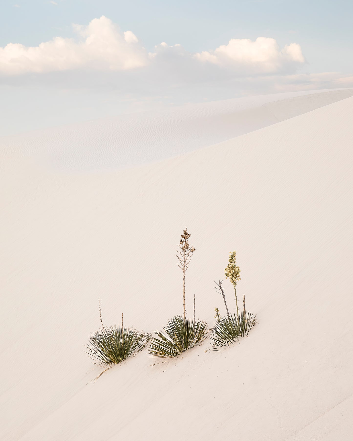 "YUCCA DUNES" Nature Photography Print, Metal or Fine Art Paper