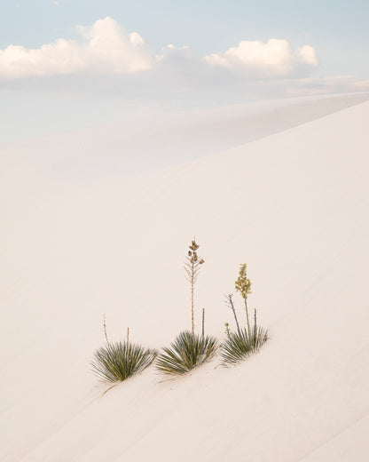 "YUCCA DUNES" Nature Photography Print, Metal or Fine Art Paper