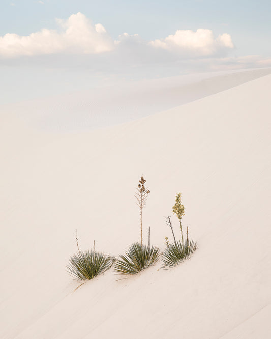 "YUCCA DUNES" Nature Photography Print, Metal or Fine Art Paper