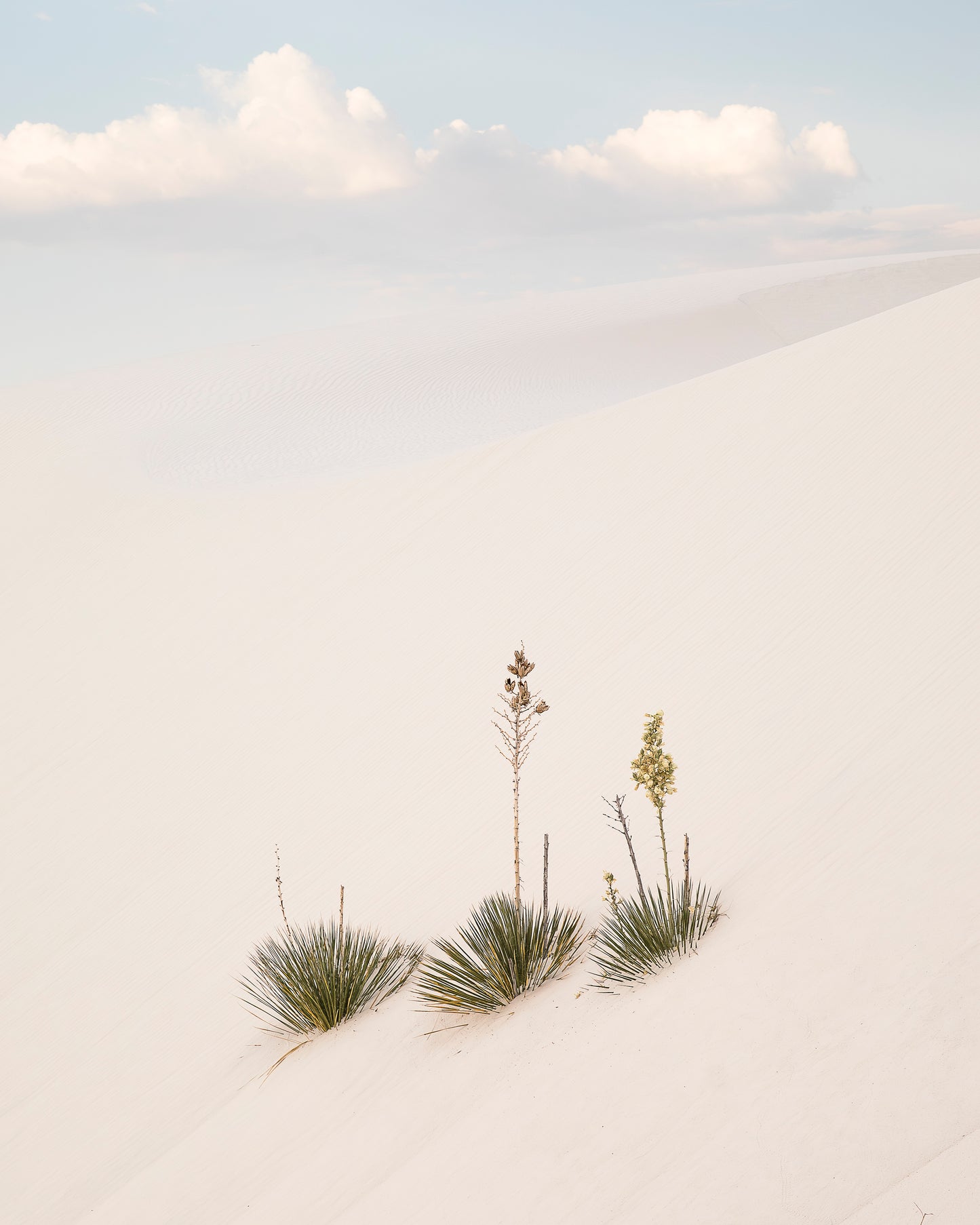 "YUCCA DUNES" Nature Photography Print, Metal or Fine Art Paper