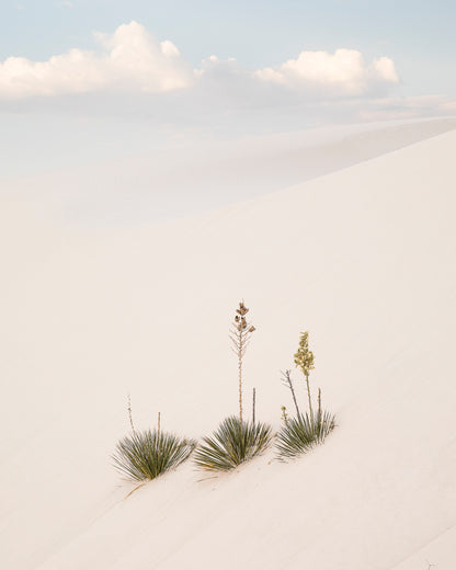 "YUCCA DUNES" Nature Photography Print, Metal or Fine Art Paper