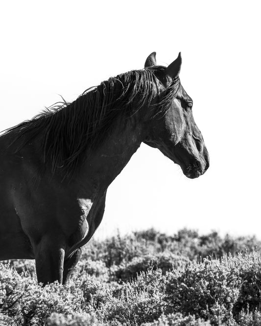 "CONTEMPLATION" Wild Horse Photography Print on Fine Art Matte Paper or Matte Aluminum