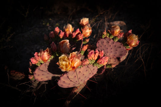 "DESERT BLOOM" Landscape Photography Print, Metal or Fine Art Paper