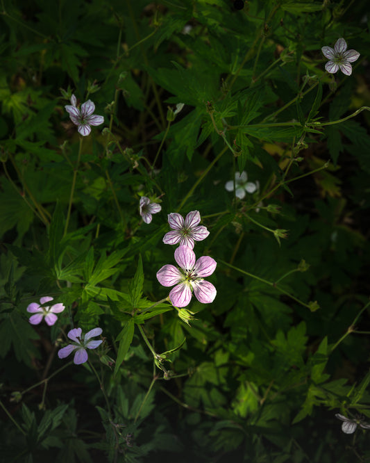 "PETALS" Landscape Photography Print, Metal or Fine Art Paper