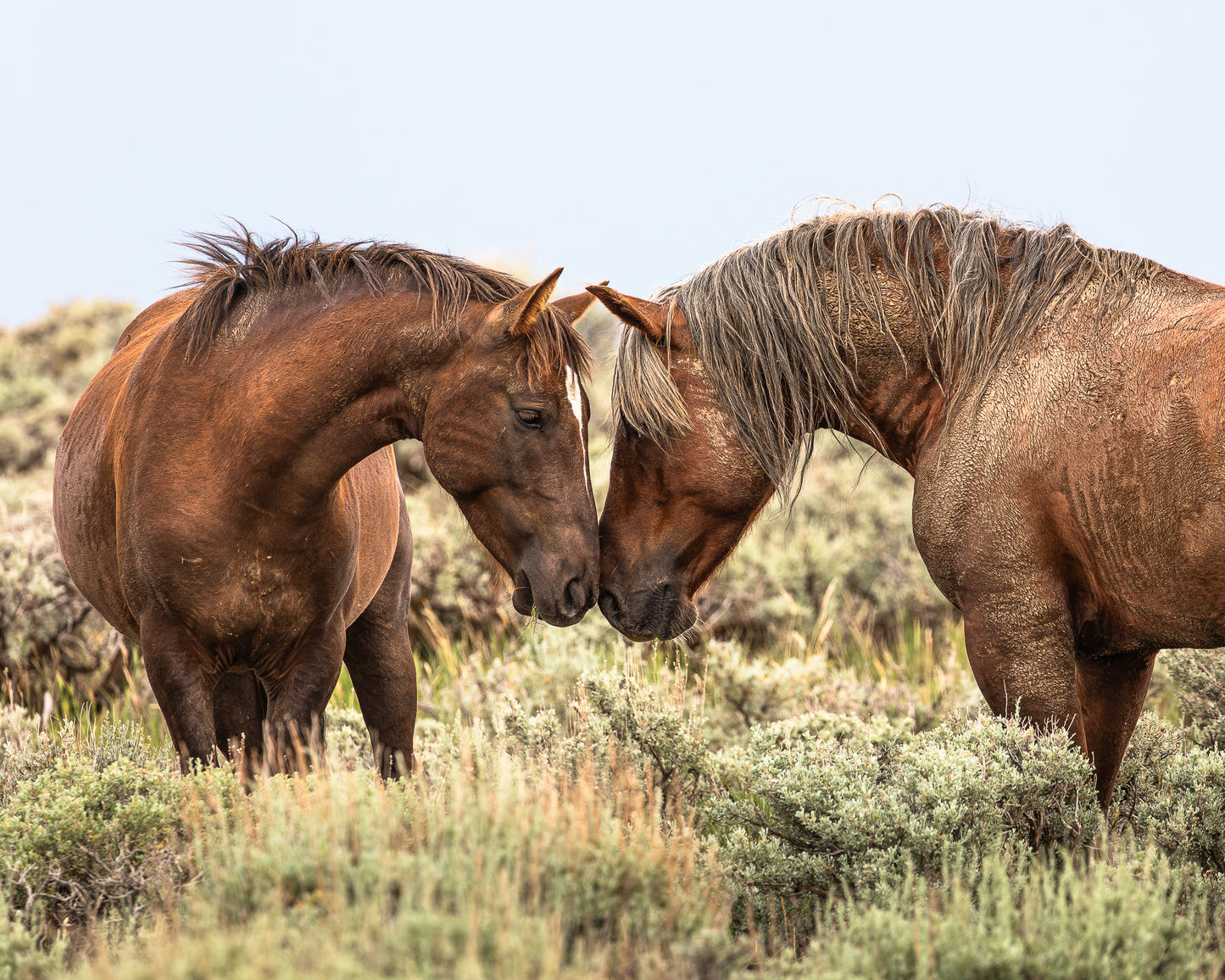 "MUSTANG LOVE" Landscape Photography Print, Metal or Fine Art Paper