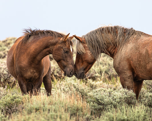 "MUSTANG LOVE" Landscape Photography Print, Metal or Fine Art Paper