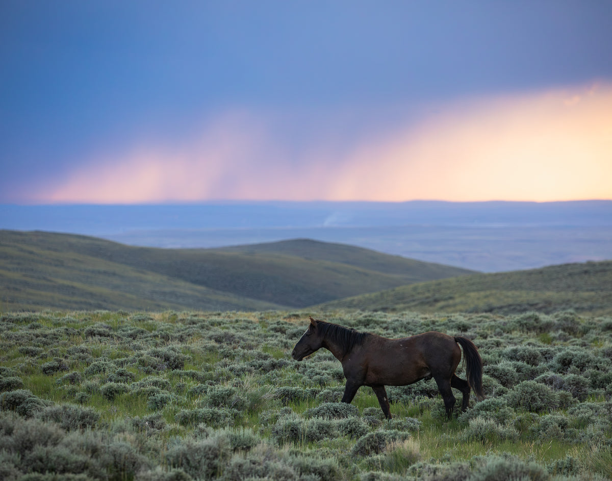"SUNSET STROLL" Wild Horse Photography Print, Metal or Fine Art Paper