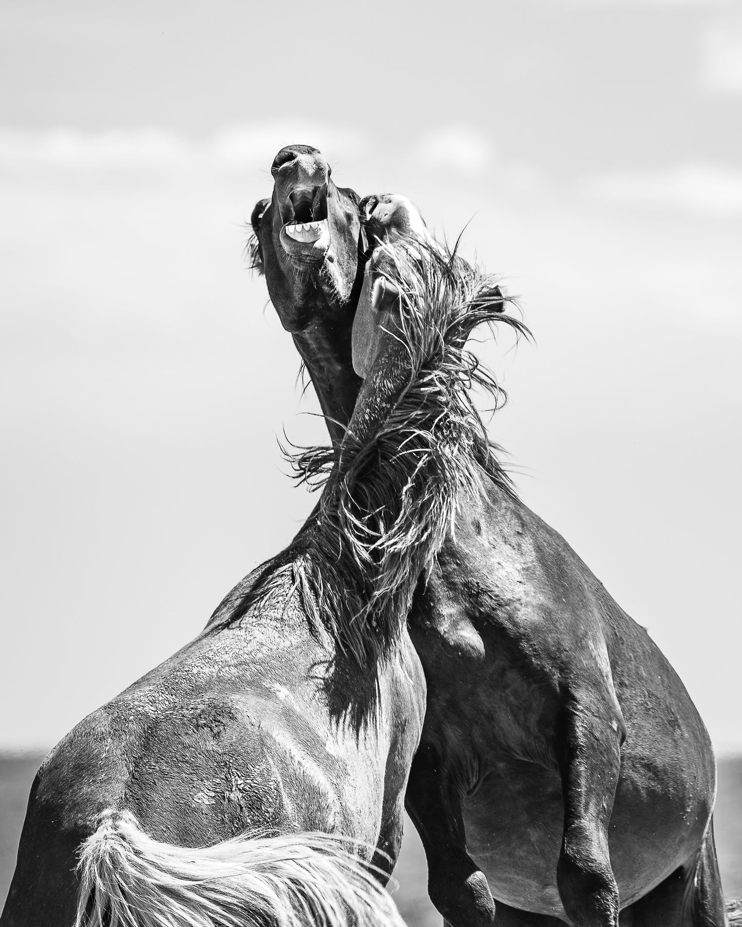 "FURY" Wild Horse Photography Print on Fine Art Matte Paper or Matte Aluminum