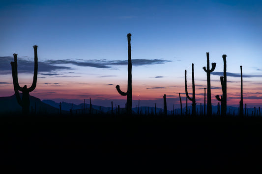 "SAGUARO SILHOUETTES" Landscape Photography Print, Metal or Fine Art Paper