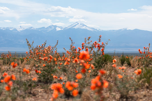 "GLOBEMALLOWS" Landscape Photography Print, Metal or Fine Art Paper