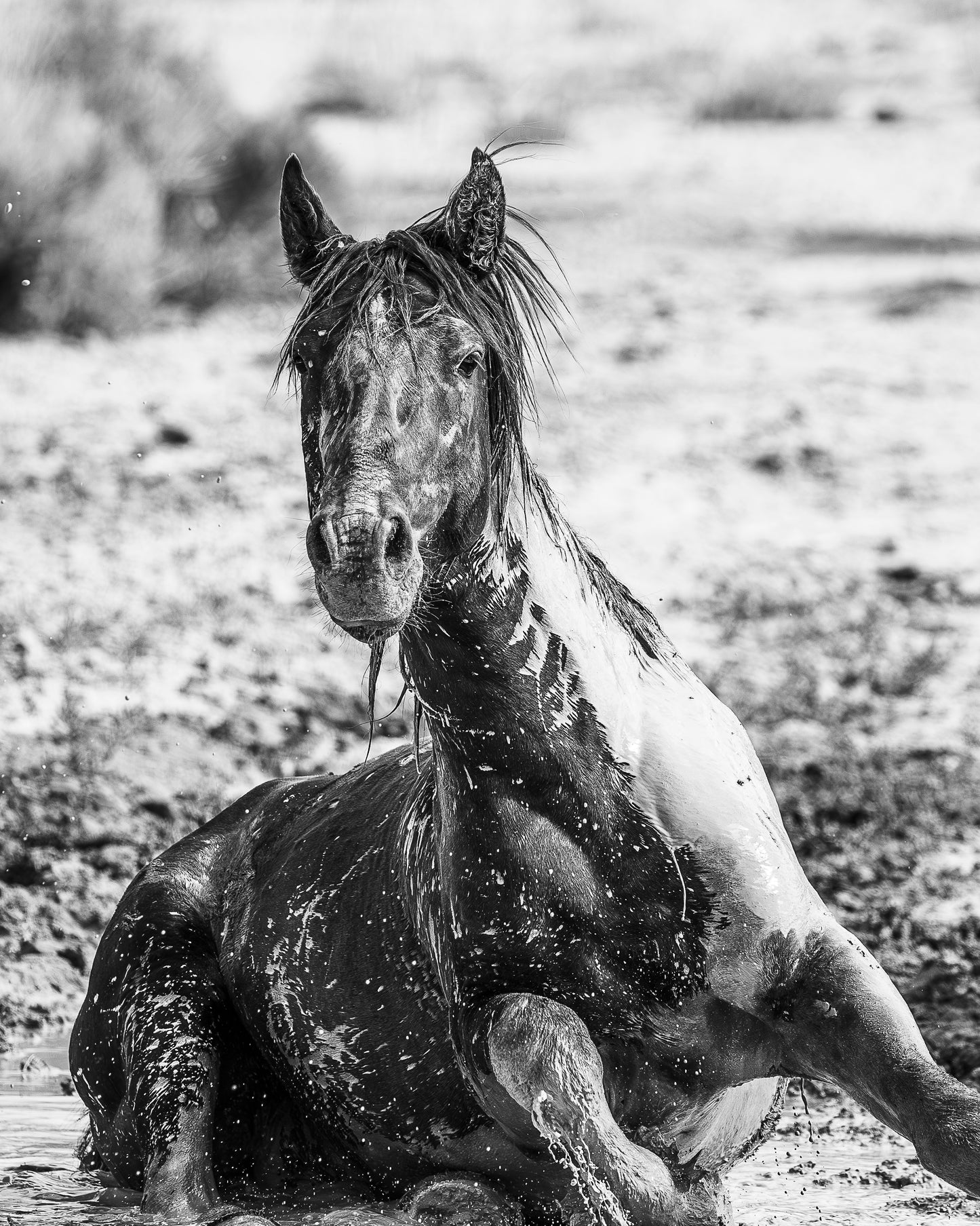 "SPLASH" Wild Horse Photography Print on Fine Art Matte Paper or Matte Aluminum
