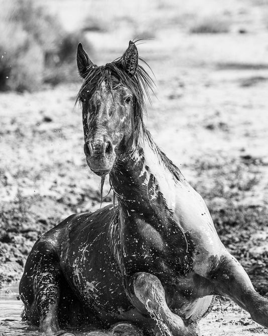 "SPLASH" Wild Horse Photography Print on Fine Art Matte Paper or Matte Aluminum