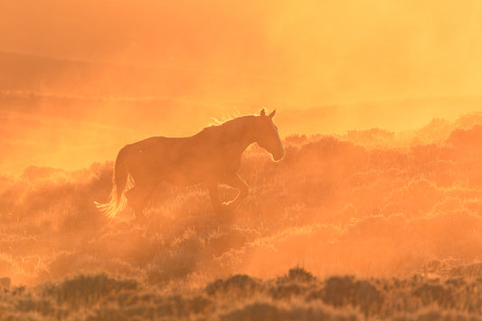 "INTO DUST" Wild Horse Photography Print, Metal or Fine Art Paper