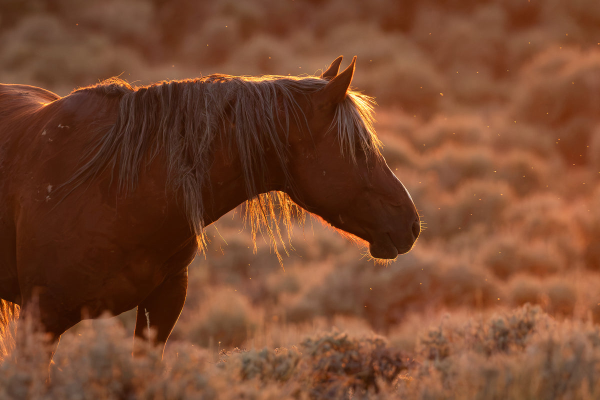 "BACKLIT BEAUTY" Wild Horse Photography Print, Metal or Fine Art Paper