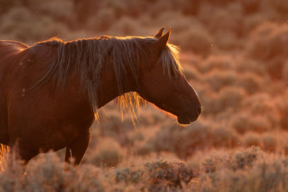 "BACKLIT BEAUTY" Wild Horse Photography Print, Metal or Fine Art Paper