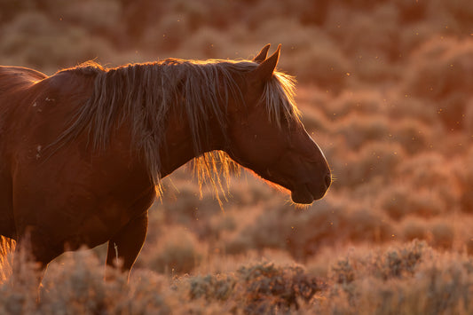 "BACKLIT BEAUTY" Wild Horse Photography Print, Metal or Fine Art Paper