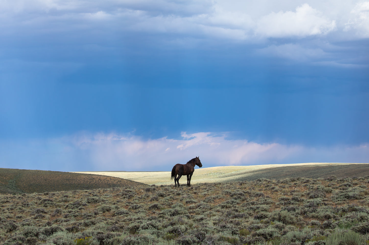 "HUNK ON THE RANGE" Wild Horse Photography Print, Metal or Fine Art Paper