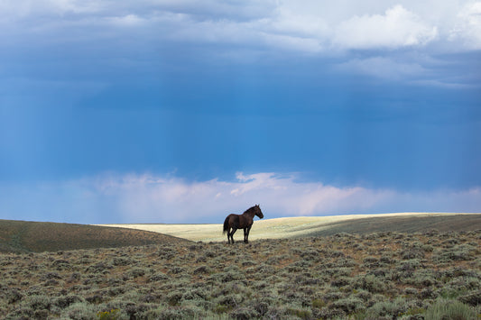 "HUNK ON THE RANGE" Wild Horse Photography Print, Metal or Fine Art Paper