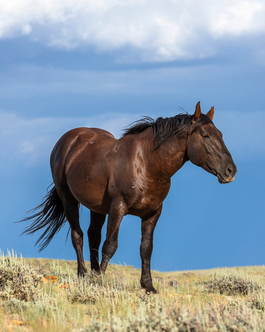 "HUNK OF THE WILD" Wild Horse Photography Print, Metal or Fine Art Paper