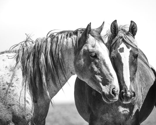 "TRUE LOVE" Wild Horse Photography Print on Fine Art Matte Paper or Matte Aluminum