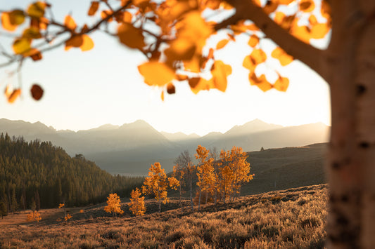 "ASPENS AGLOW" Landscape Photography Print, Metal or Fine Art Paper