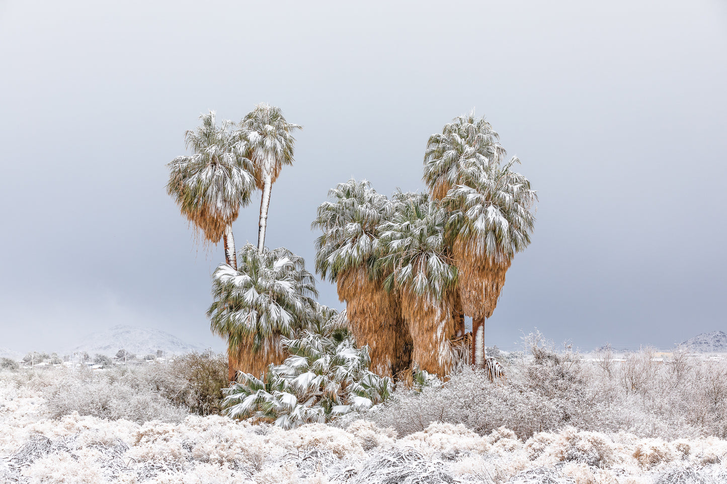 "SNOWY PALMS" Landscape Photography Print, Metal or Fine Art Paper
