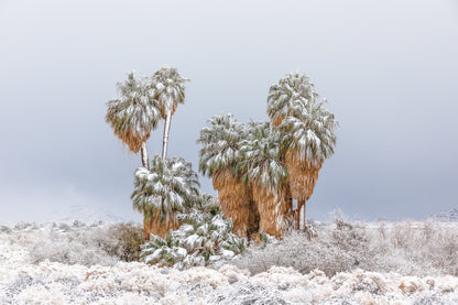 "SNOWY PALMS" Landscape Photography Print, Metal or Fine Art Paper