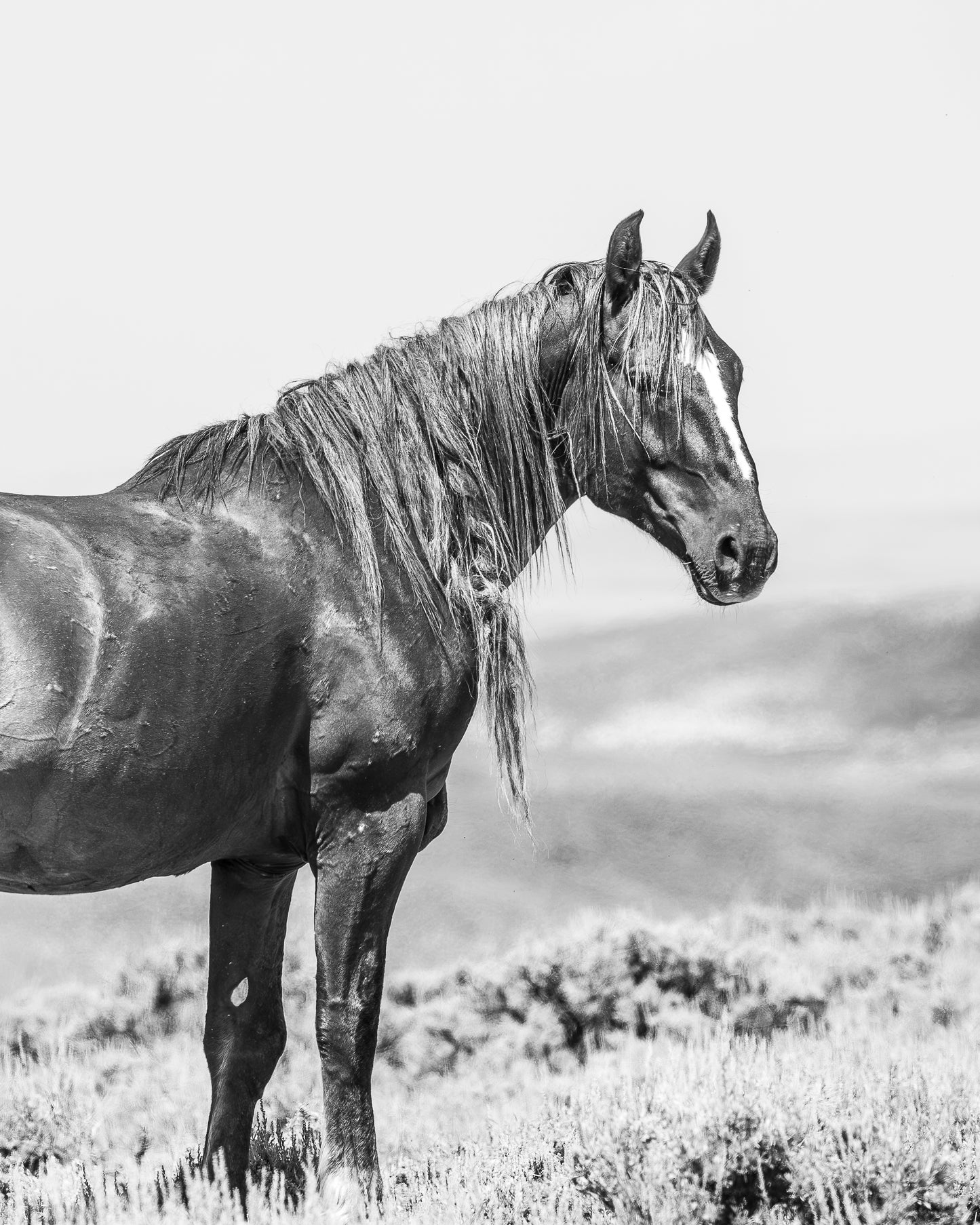 "TOXA" Wild Horse Photography Print on Fine Art Matte Paper or Matte Aluminum