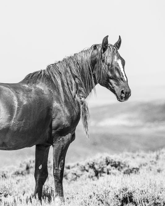 "TOXA" Wild Horse Photography Print on Fine Art Matte Paper or Matte Aluminum