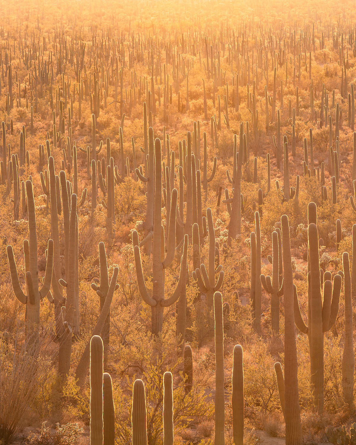 "MAGIC CACTUS" Nature Photography Print, Metal or Fine Art Paper