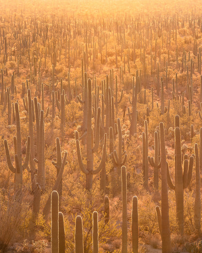 "MAGIC CACTUS" Nature Photography Print, Metal or Fine Art Paper