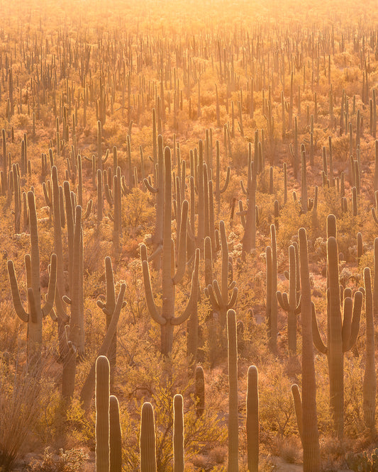 "MAGIC CACTUS" Nature Photography Print, Metal or Fine Art Paper