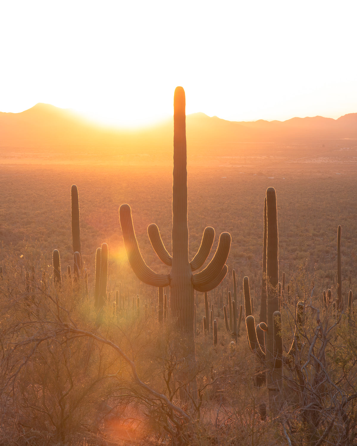 "SOLO MAGIC CACTUS" Nature Photography Print, Metal or Fine Art Paper