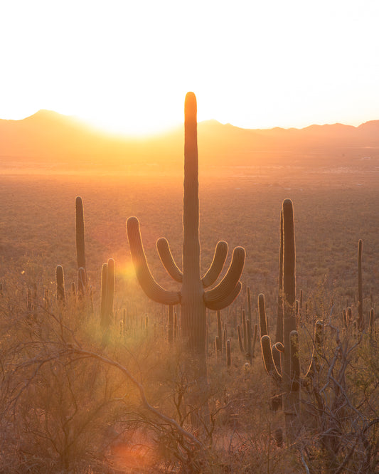 "SOLO MAGIC CACTUS" Nature Photography Print, Metal or Fine Art Paper
