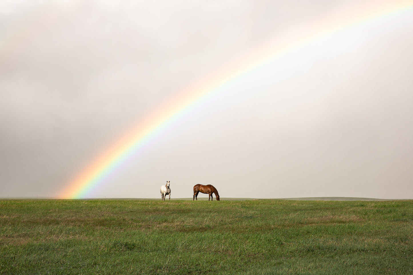 "RAINBOW HORSES" Horse Photography Print, Metal or Fine Art Paper