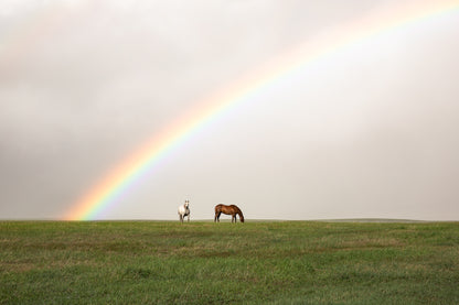 "RAINBOW HORSES" Horse Photography Print, Metal or Fine Art Paper