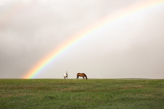 "RAINBOW HORSES" Horse Photography Print, Metal or Fine Art Paper