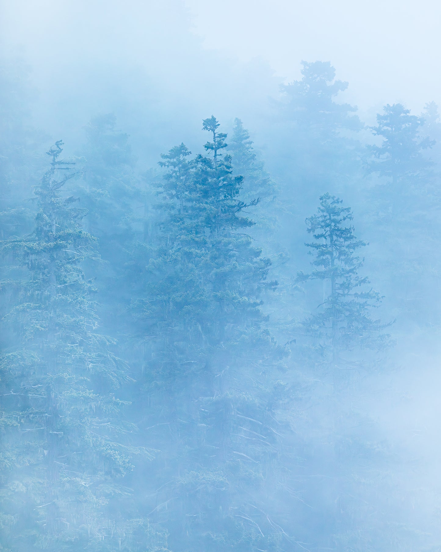 "FOREST FOG" Landscape Photography Print, Metal or Fine Art Paper